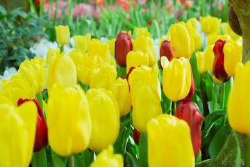 Obraz premium Tulip flowers in garden nature background