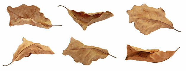 Fototapeta dry leaf or dead leaf isolated on white background obraz