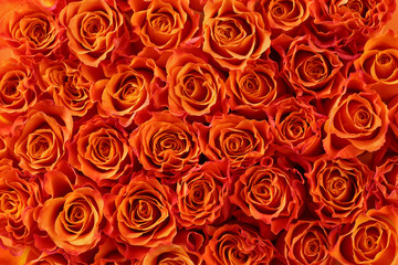 オレンジ色の薔薇の背景素材