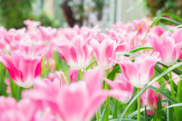 Tulip flowers  in garden nature background