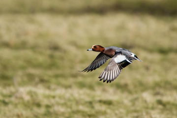 Eurasian Wigeon in fly. Him Latin name is Mareca penelope.