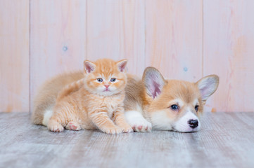 Fototapeta na wymiar Red-haired Corgi puppy and red-haired tabby kitten of British breed lie nearby on the floor at home