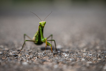 A closeup photo of a praying mantis with room for text