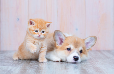 A red-haired corgi puppy and a red-haired tabby kitten of British breed are lying nearby on the floor at home. The kitten plays a paw with air nearby