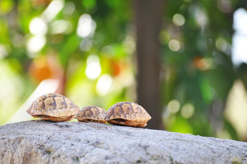 Empty baby turtle shell on natural background