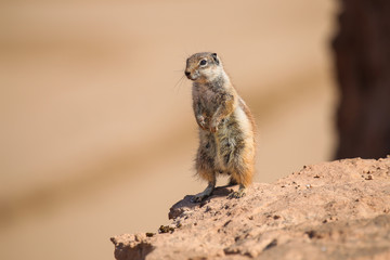 Ground squirrel stands on a rock on the ocean shore