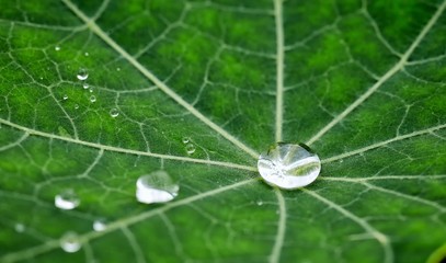 Close-up of a garden flower nasturtium and raindrops