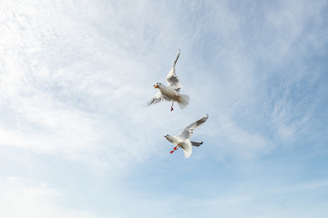 Seagulls with a piece of bread in its beak.