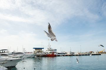 Seagulls with a piece of bread in its beak.