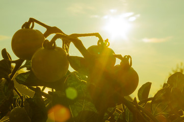 Tomaten im Gegenlicht mit Lens Flares, Stock mit grünen, unreifen und reifen roten Tomaten und grüne Blätter in der tiefstehenden Abendsonne im Sommer, selektiver Fokus