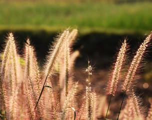 reed in the wind