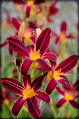 Fototapeta premium tropical flowers in the garden