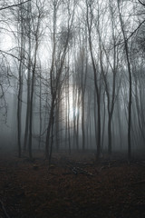 Obraz premium gespenstischer Wald in Nebel liegend an einem trüben Wintertag mit kargen Bäumen