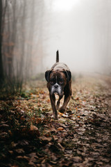 Boxer Hund trabt stolz durch feuchtes Laub in einem Wald mit Nebel