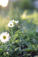 daisies in field