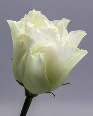 single white rose