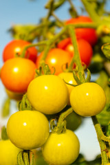 Tomatenstock mit mehreren unreifen, grünen, orangen und roten Tomaten an mehreren Rispen in Nahaufnahme gegen den blauen Himmel, selektiver Fokus