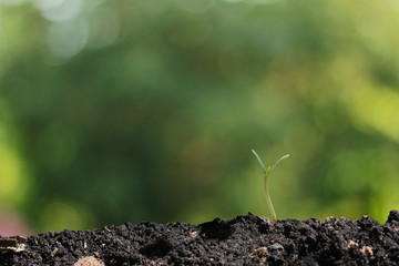 agriculture plant seeding growing step concept in garden