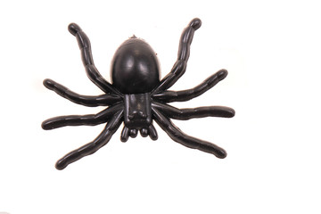 plastic spider isolated