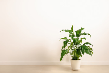 Potted flower in white interior. Plant in a white pot against the white background. Spathiphyllum in a light interior.