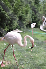 flamingo in zoo