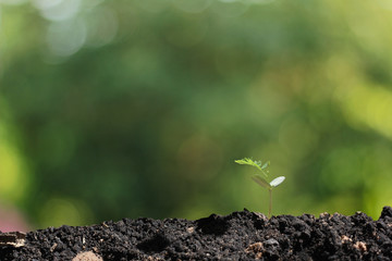 agriculture plant seeding growing step concept in garden