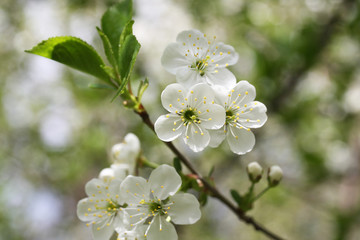 Spring flowering cherry tree: green branch with white flowers