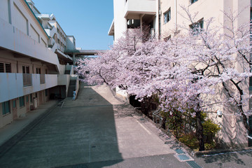 出会いと別れの季節を彩る満開の桜