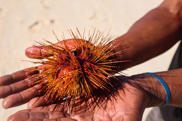 Sea Orchid barehand fishing