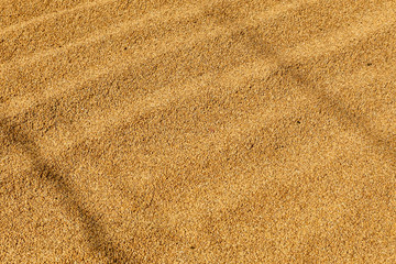 Fototapeta na wymiar uncooked rice is dried in the sun, Food texture background