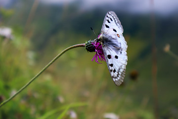 Butterfly resting on a bent wildflower