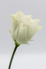 single white rose