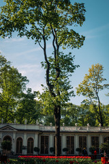 trees in the park