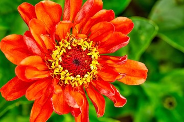 Close-up of a garden flower gerbera and raindrops