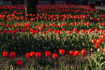 field of tulips