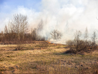 Obraz na płótnie Canvas Dry grass burning in the spring forest, fire. Increased fire hazard in nature, a lot of smoke, background, landscape