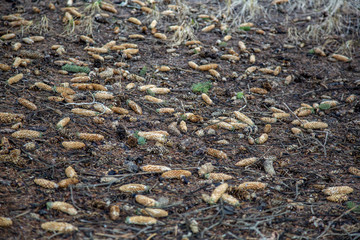 Large brown strobiles of spruce or pine coniferous tree