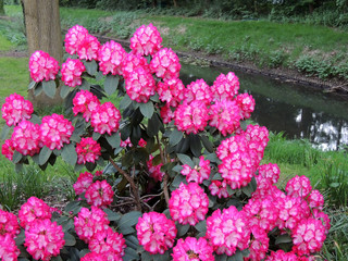 Rhododendron in spring during flowering