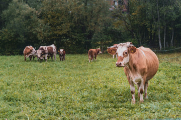 Fototapeta na wymiar Cows on a pasture