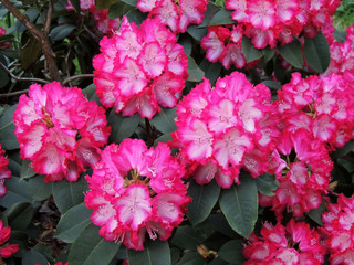 Rhododendron in spring during flowering