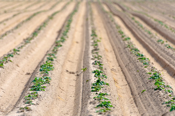 potatoe agriculture field