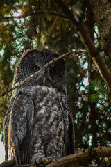 Great Grey Owl