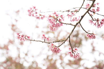Beautiful cherry blossom or sakura in spring time over  sky