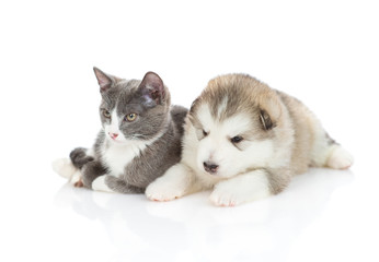 Malamute puppy with a kitten on white background