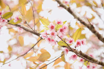Beautiful cherry blossom or sakura in spring time over  sky