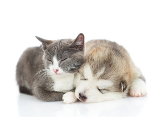 Malamute puppy with a kitten on white background