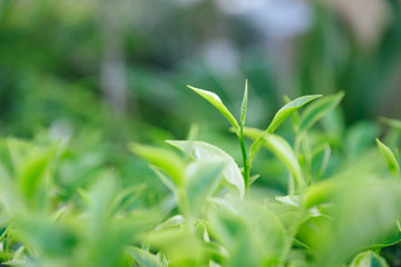 Fototapeta na wymiar Fresh tea leaves.