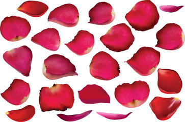 red rose petals for valentines day