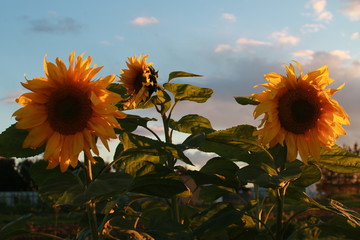 sunflowers on background of blue sky
