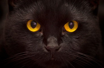 Close-up portrait of black cat with orange eyes. Black is very beautiful and elegant cat of the British breed.